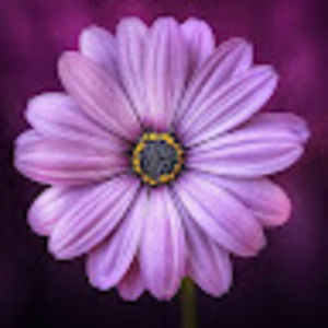 Meet your Posher, Judy